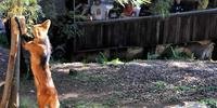 Lobo-guará se exercita para manter bem-estar em zoo de Gramado