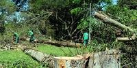 Smam remove 38 eucaliptos de praça na zona Norte da Capital