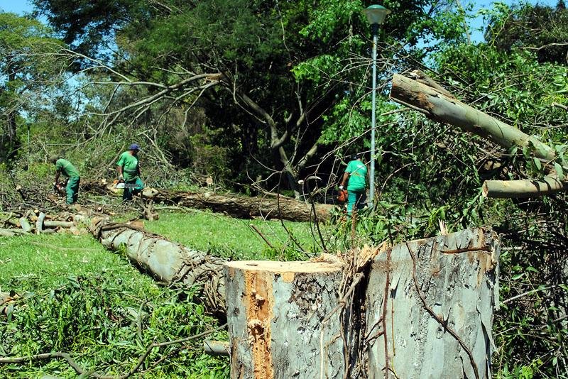 Smam remove 38 eucaliptos de pra&ccedil;a na zona Norte da Capital