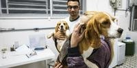Ativistas invadem instituto para libertar cães usados em testes 