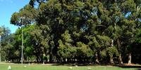 Prefeitura isola entorno de eucalipto no Parque Farroupilha