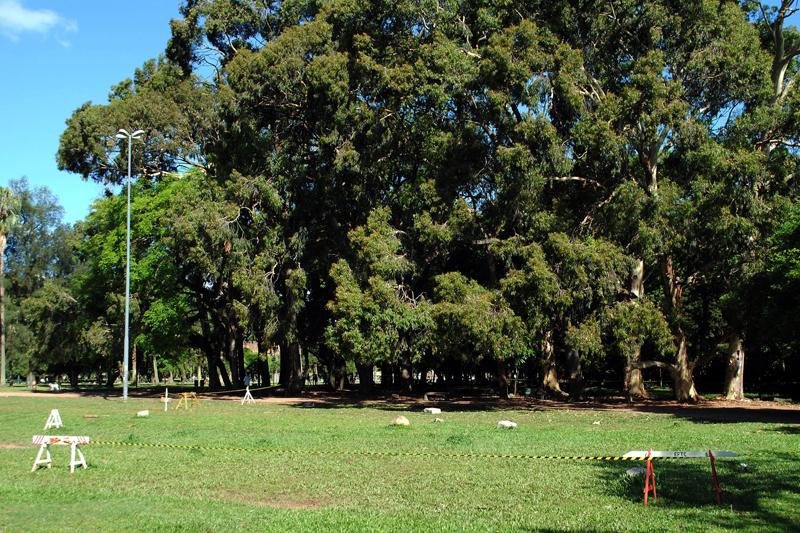 Prefeitura isola entorno de eucalipto no Parque Farroupilha
