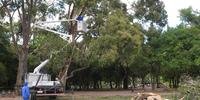 Prefeitura realiza poda de eucalipto isolado na Redenção