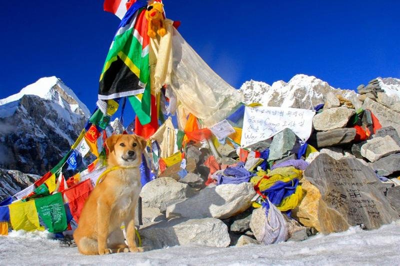 Cachorro resgatado se torna primeiro animal dom&eacute;stico no Everest