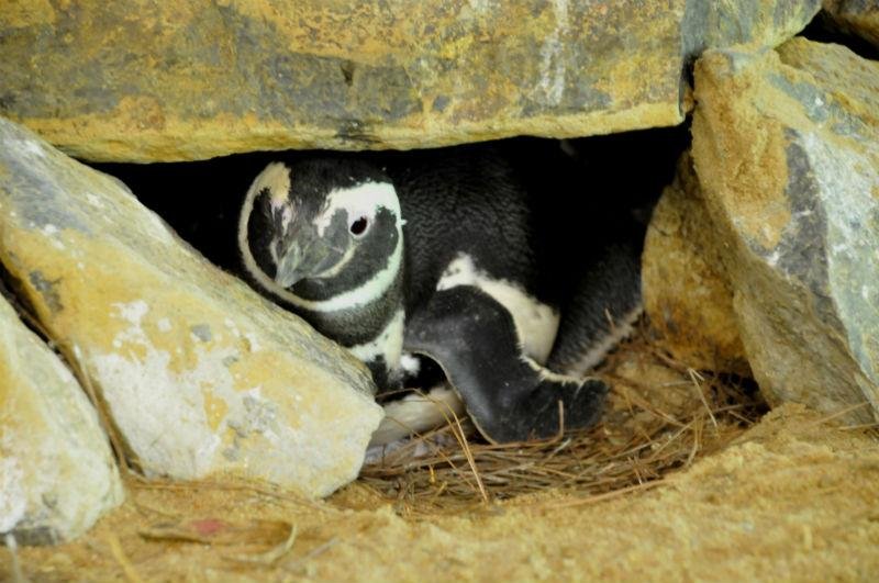 Pinguins chocam ovos no Gramadozoo 