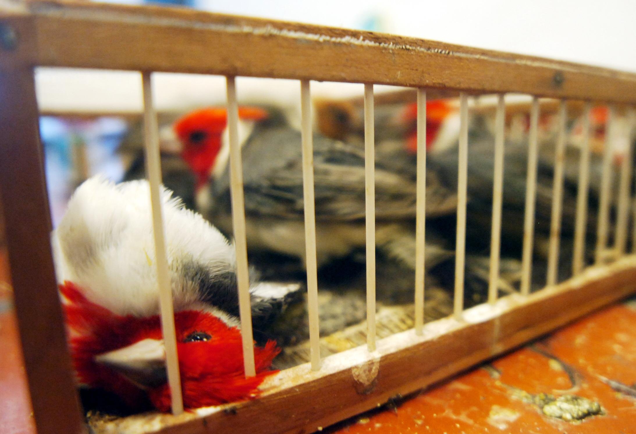 RS &eacute; corredor para tr&aacute;fico de animais