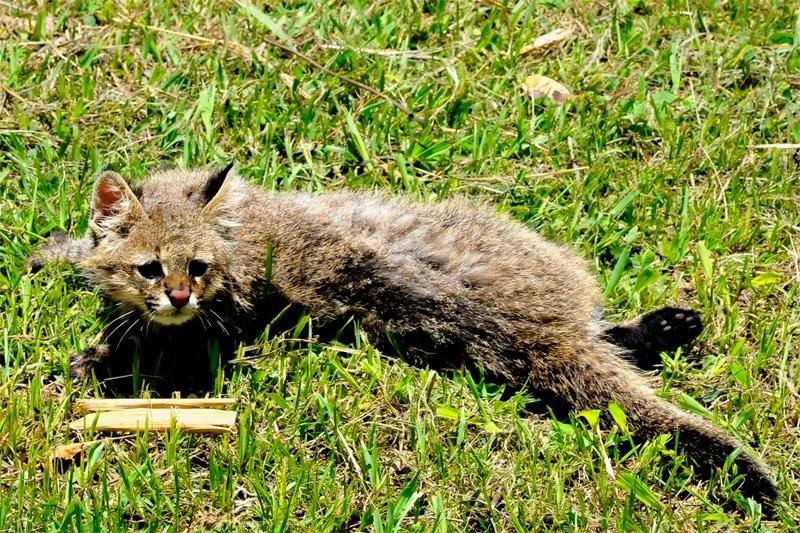 Gramadozoo recebe exemplar raro de Gato-palheiro 