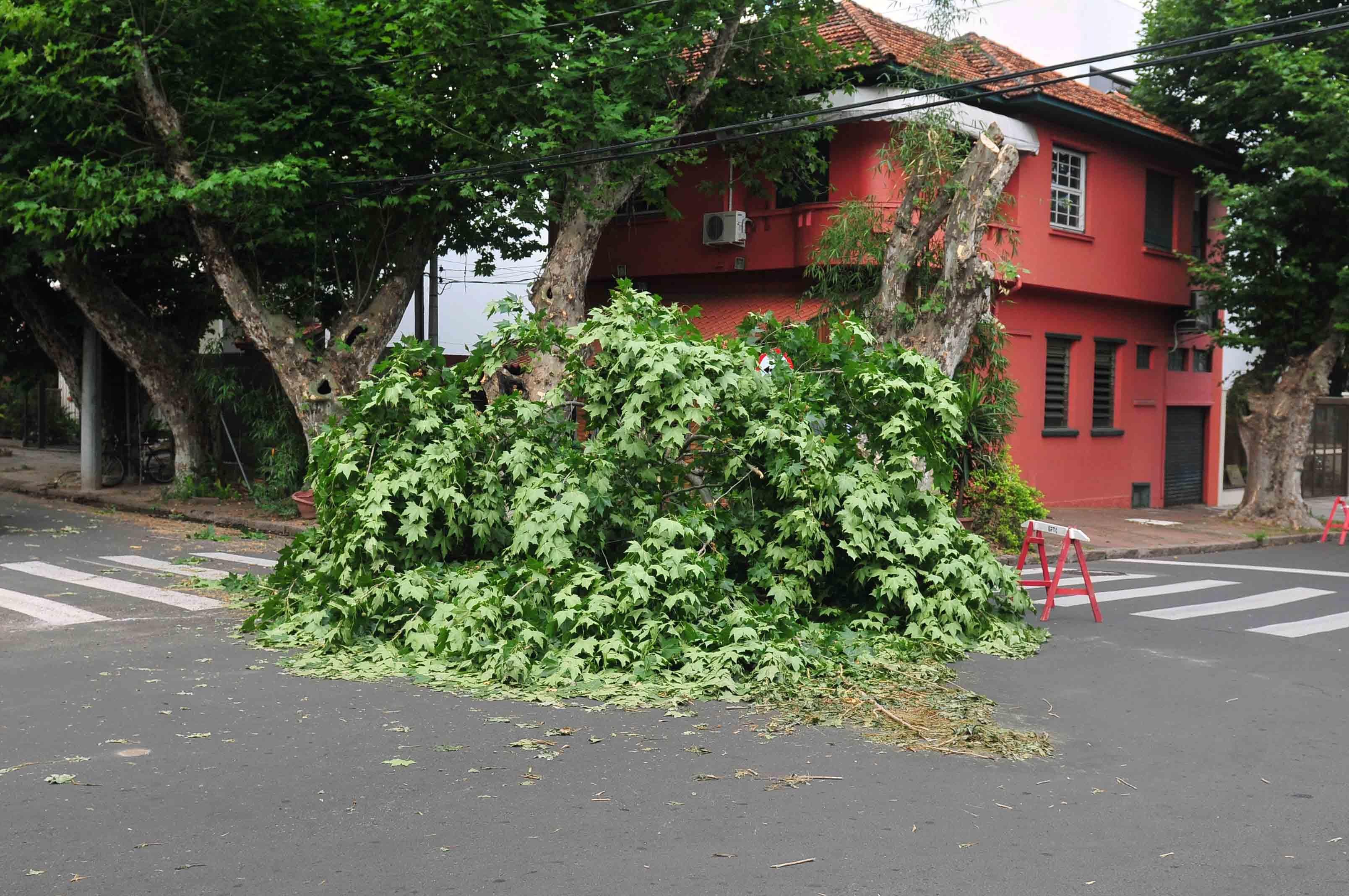 Smam vai vistoriar rua onde &aacute;rvore caiu no bairro Higien&oacute;polis