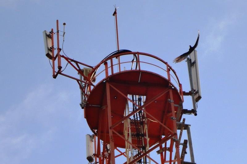 Urubu fica preso &agrave; torre de telefonia em Porto Mau&aacute;