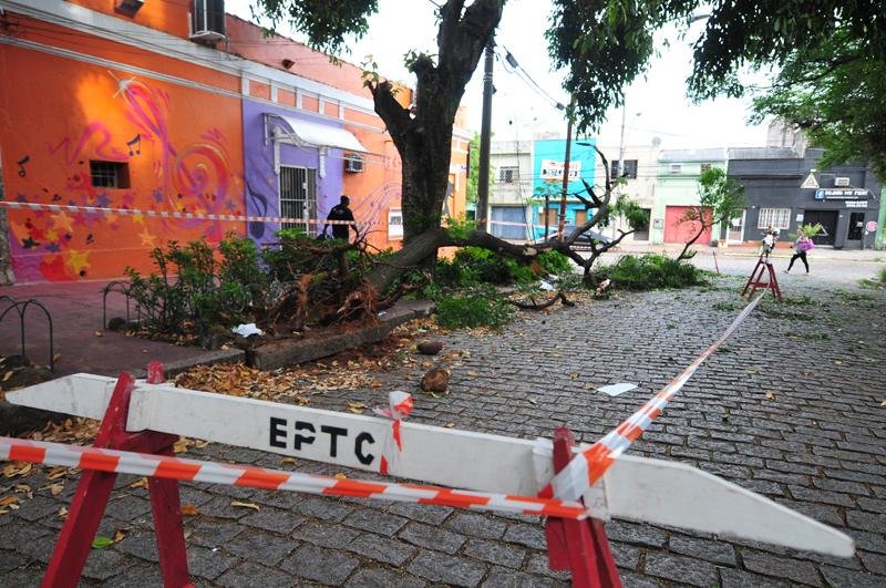 &Aacute;rvore cai no bairro Azenha, em Porto Alegre