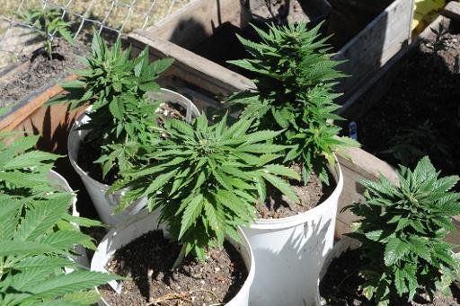 Senado do Uruguai aprova produ&ccedil;&atilde;o da maconha no pa&iacute;s