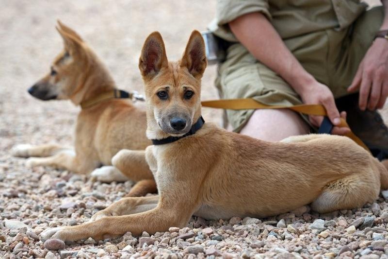 Marle e Digger podem ser filhotes fofos, mas n&atilde;o se engane, a dupla morde com ferocidade