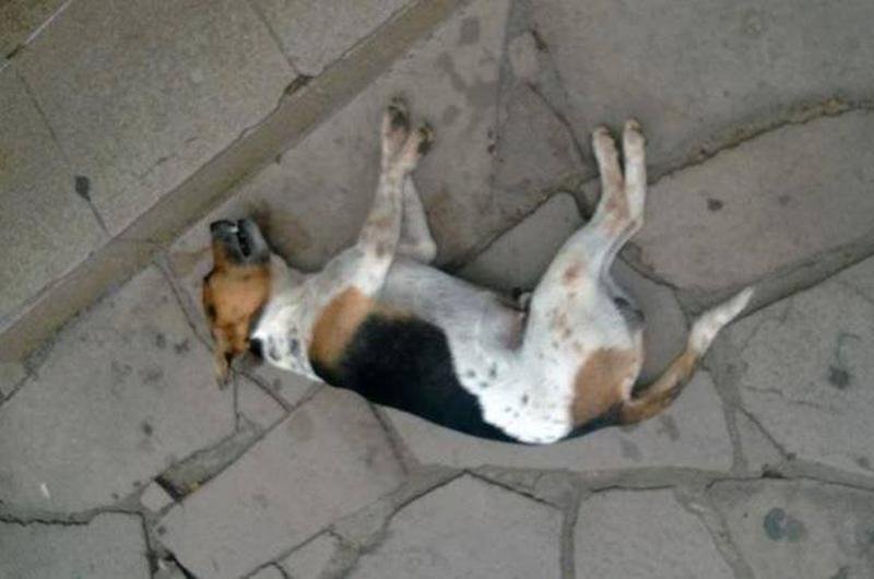 Snoopy foi atingido por um chute