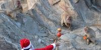 Com traje de Papai Noel, homem alimenta macacos com frutas e legumes
