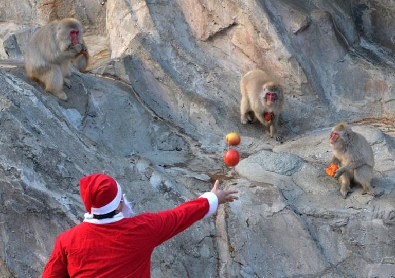 Com traje de Papai Noel, homem alimenta macacos com frutas e legumes