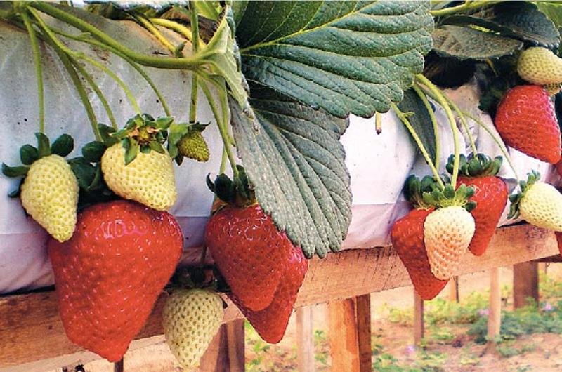 Cultivo em substrato ajuda a amenizar efeitos do clima na produ&ccedil;&atilde;o do Vale do Ca&iacute;