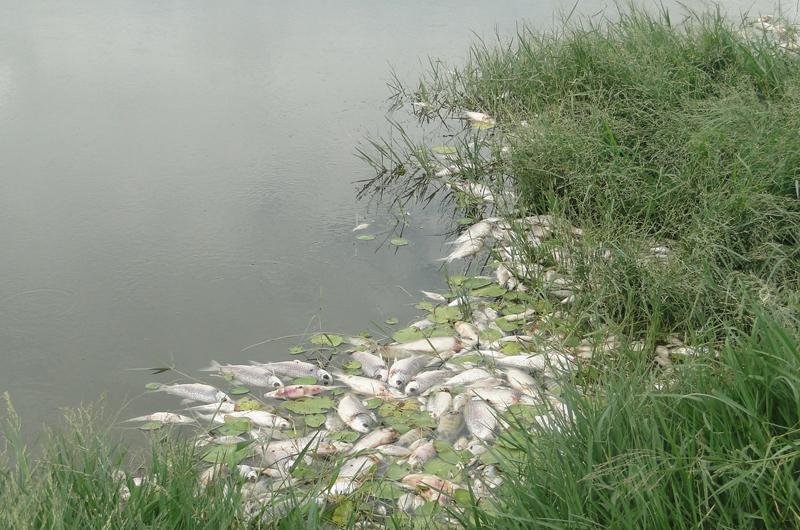 Peixes mortos foram encontrados em S&atilde;o Pedro do Sul