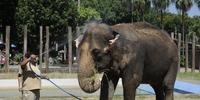 Elefante se refresca com banho de mangueira