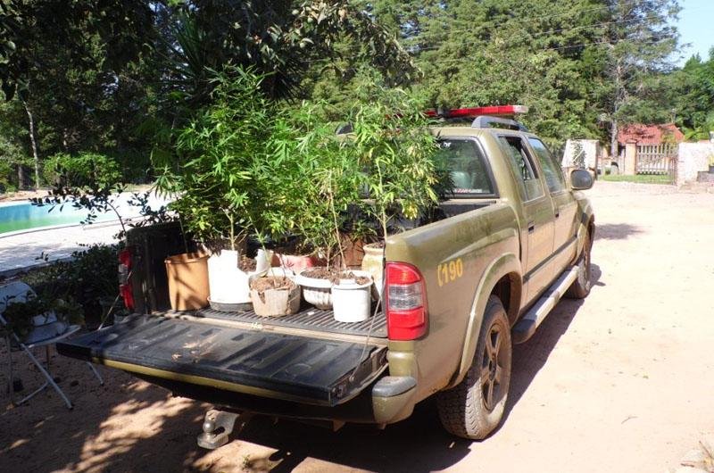 Foram apreendidos 14 p&eacute;s de maconha