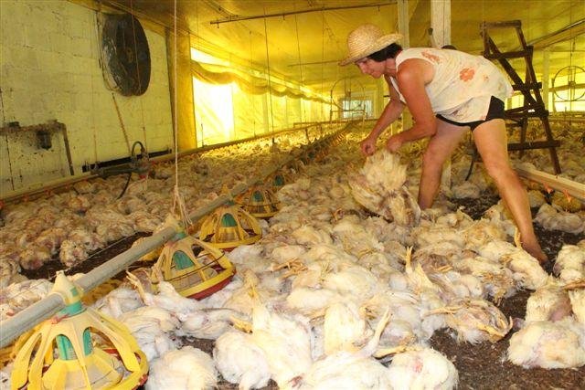 Forte calor prejudicou 66% da produ&ccedil;&atilde;o