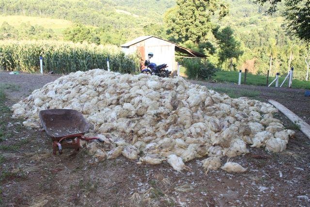 Foram mais de 139 mil frangos mortos