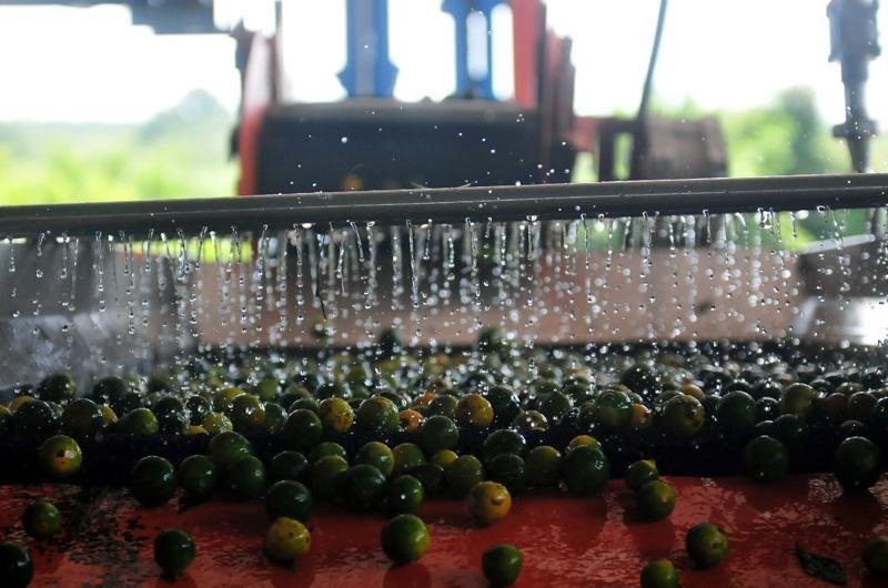 Lavagam das Bergomatas ocorre antes de frutas irem para o extrato de &oacute;leo