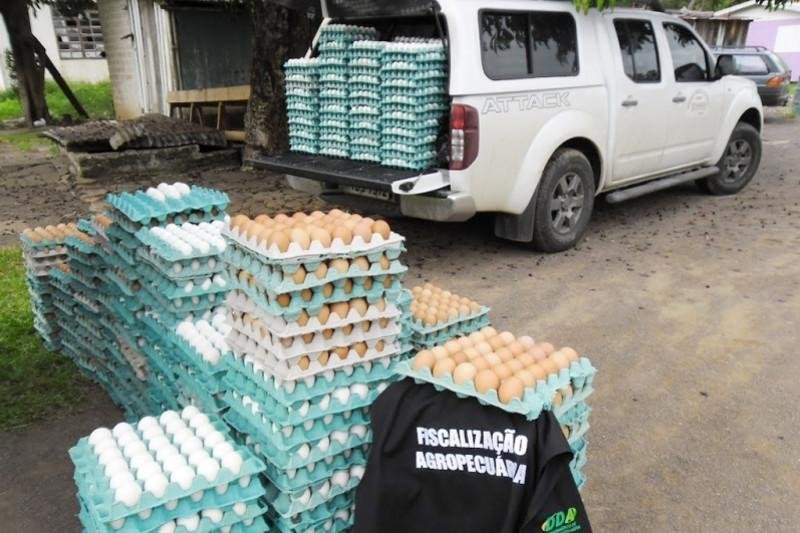Apreendidas 1,2 mil d&uacute;zias de ovos impr&oacute;prias para consumo no Litoral Norte