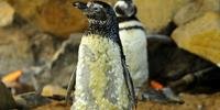 Filhotes de pinguim fazem primeira troca de penas no Gramadozoo