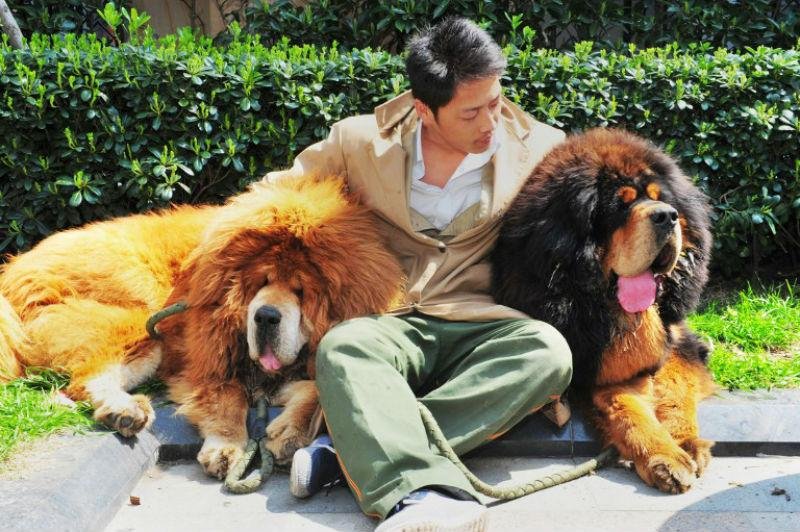 C&atilde;es viraram sin&ocirc;nimo de status social