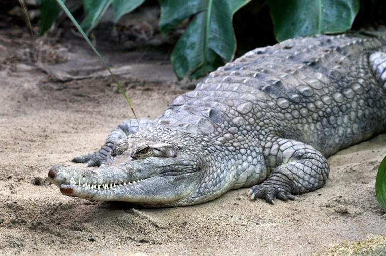Crocodilo de esp&eacute;cie rara morre sufocado durante acasalamento