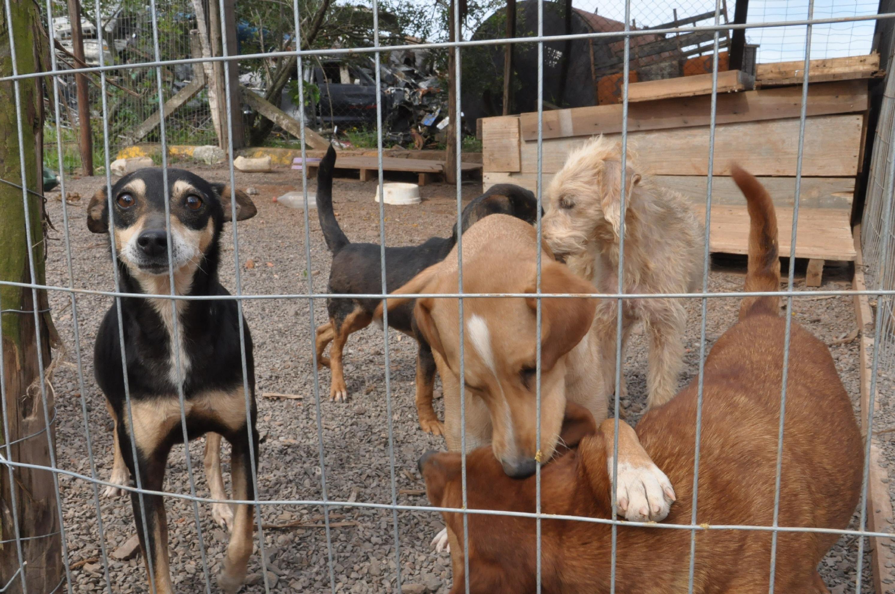 Animais receber&atilde;o chip com identifica&ccedil;&atilde;o em Canoas