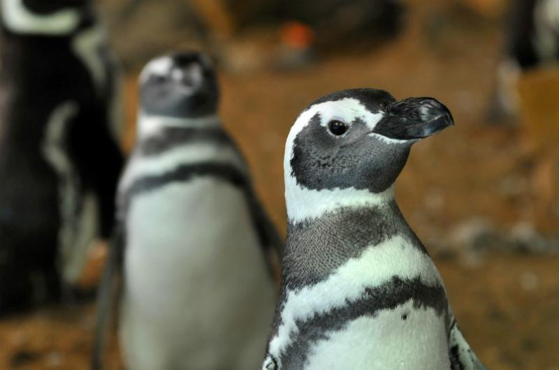 Os animais est&atilde;o ainda mais esbeltos e brincalh&otilde;es