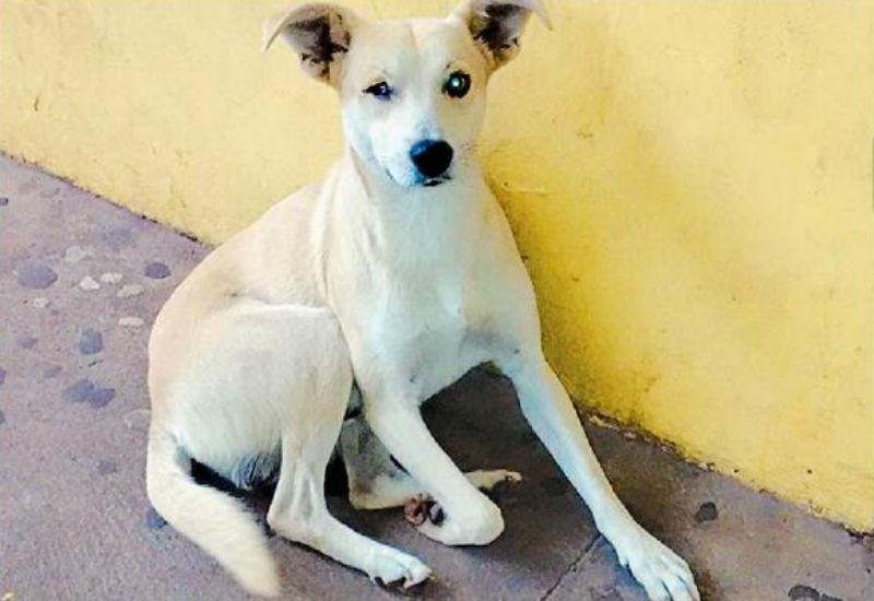 Seco aguarda o dono em frente ao Hospital da Cidade, em Passo Fundo