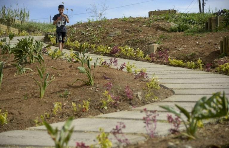 Orqu&iacute;deas s&atilde;o cultivadas ao longo do terreno