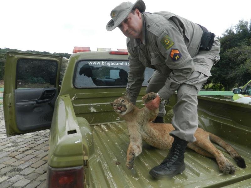 On&ccedil;a-parda foi atingida por ve&iacute;culo, em Cir&iacute;aco