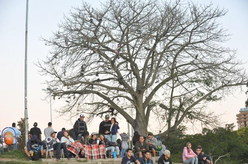 &Aacute;rvore dos t&ecirc;nis existe desde a d&eacute;cada de 70