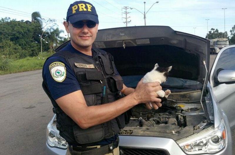 Gato estava escondido no cap&ocirc; do ve&iacute;culo