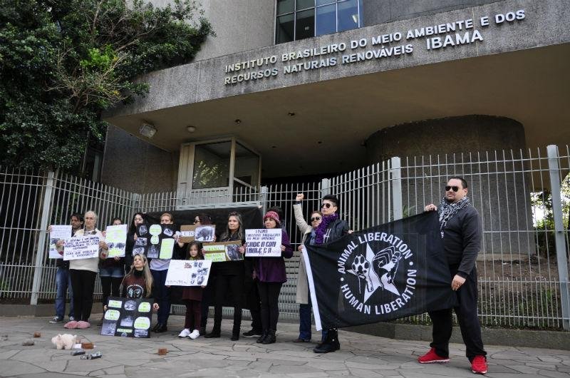 Ibama permitiu abate dos javalis em todo o pa&iacute;s alegando que os animais atacam planta&ccedil;&otilde;es, s&atilde;o perigosos e espalham doen&ccedil;as