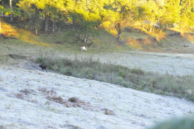 Primeira geada do ano, que apesar de fraca, modificou a paisagem, deixando os campos cobertos por uma camada fina de gelo