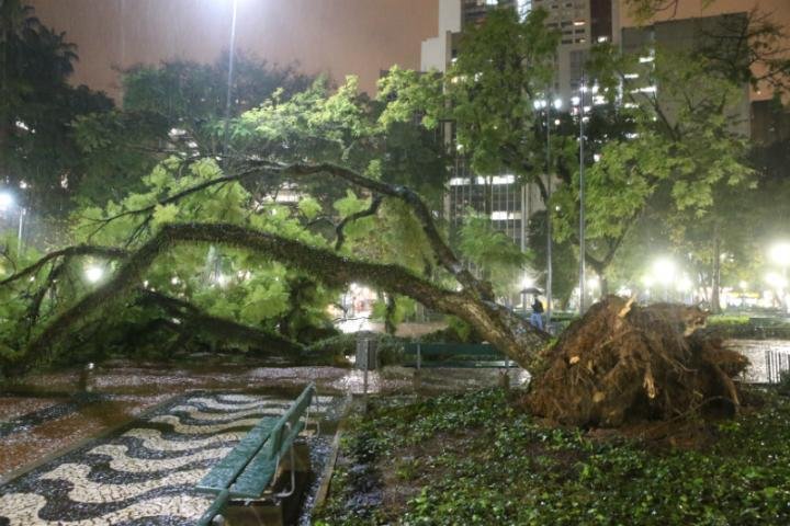 Queda do Jacarand&aacute; n&atilde;o deixou ningu&eacute;m ferido