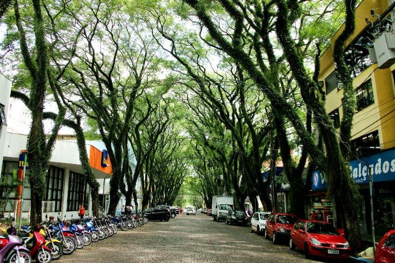 Tipuanas formam o t&uacute;nel verde no Centro da cidade
