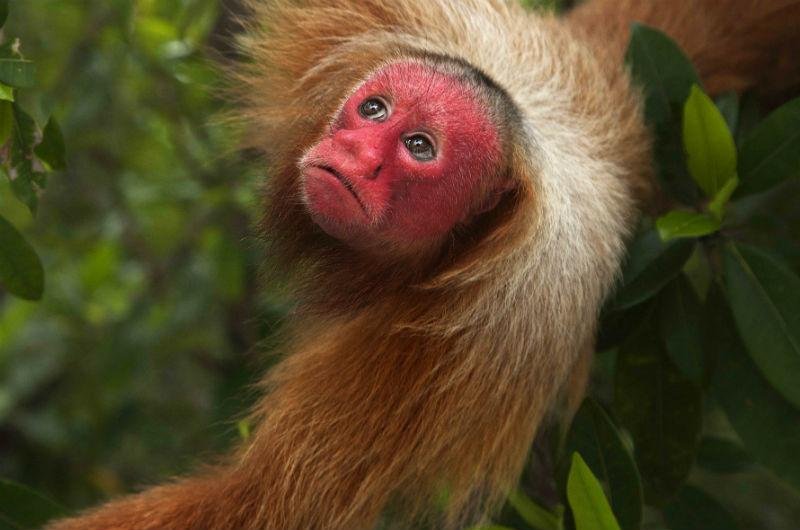 Filme Amaz&ocirc;nia acompanha um macaco criado em cativeiro que &eacute; solto na floresta