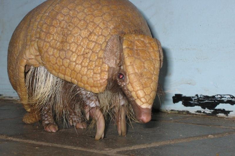 Tatu-bola, que ficou famoso com o personagem Fuleco, corre risco de extin&ccedil;&atilde;o no Brasil