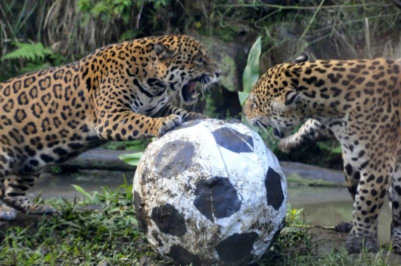 On&ccedil;as-pintadas disputam uma partida no zool&oacute;gico