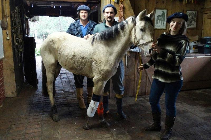 Cavalo foi adotado e recebeu pr&oacute;tese