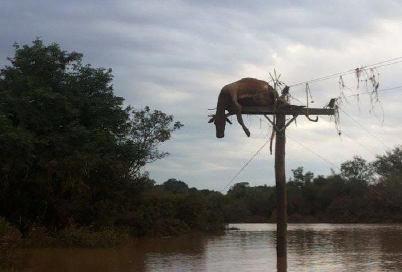 Vaca foi arrastada pela correnteza