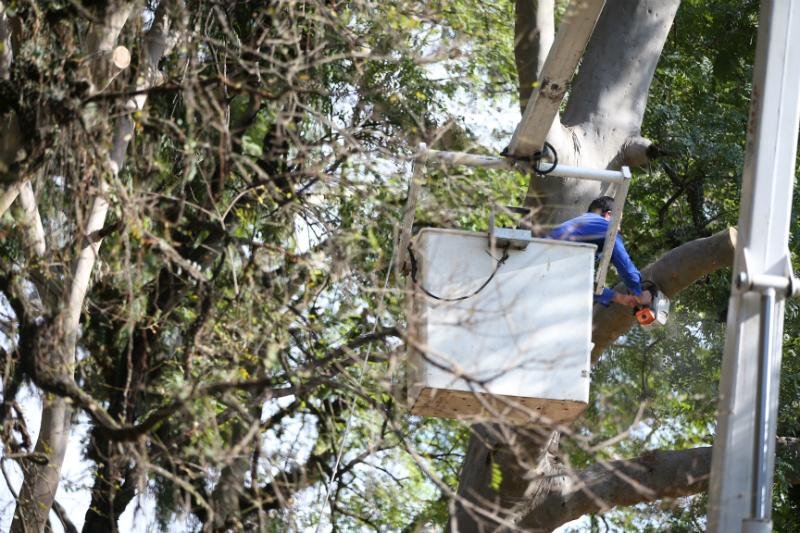 Outro eucalipto de menor porte com sinais de necrose tamb&eacute;m foi inclu&iacute;do na lista