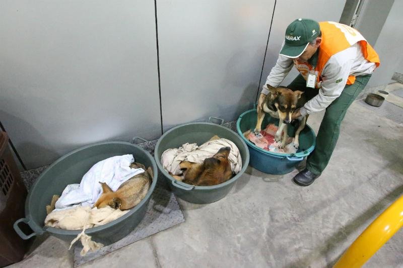 Dono de posto abriga animais h&aacute; cerca de 15 anos