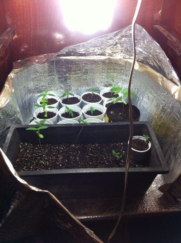 Suspeito criou estufa para preservar maconha