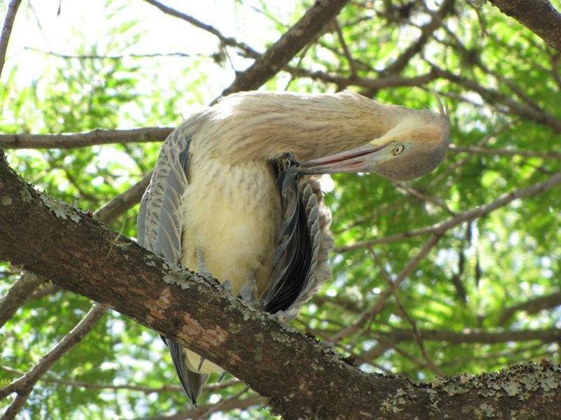 Aves podem ter perdido seus habitats